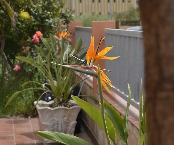 White 3* Αλγκέρο